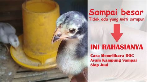 Cara Memelihara Doc Ayam Kampung Agar Tidak Ada Yang Mati Satu Pun