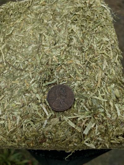 Compressed Hay And Hay Cubes For Horses Pro Equine Grooms