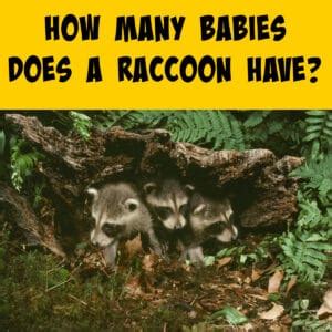 How Many Babies Does A Raccoon Have Squirrels At The Feeder