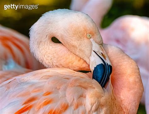 Greater Flamingo Phoenicopterus Roseus Is The Most Widespread And