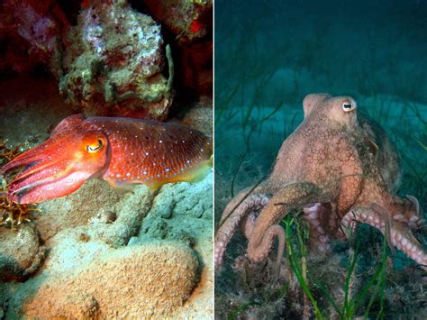 Whats The Difference Between Cuttlefish Vs Octopus Octonation