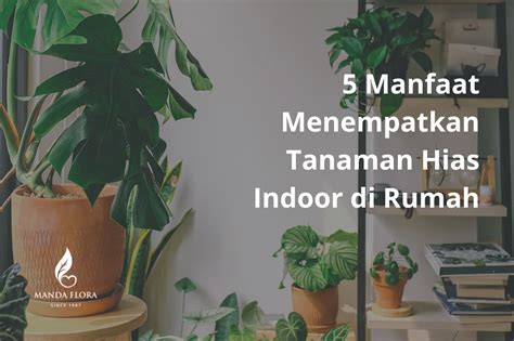 5 Manfaat Menempatkan Tanaman Hias Indoor di Rumah - Mandaflora