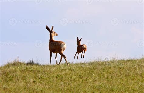 Mule Deer doe and fawn in Saskatchewan 6235705 Stock Photo at Vecteezy