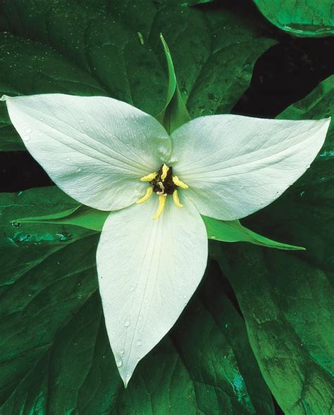 Trillium Flowers: Growing & Caring for Trilliums | Garden Design