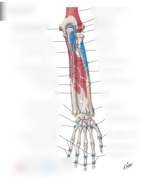 Forearm Muscle Origins And Insertions Posterior View Diagram Quizlet