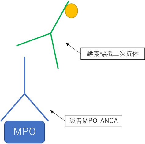 抗好中球細胞質抗体ancaについて│不識庵 万年研修医のブログ