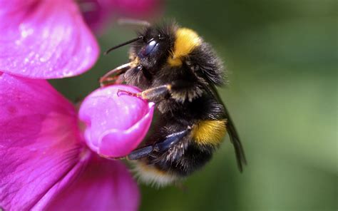 Download Animal Bumblebee Hd Wallpaper