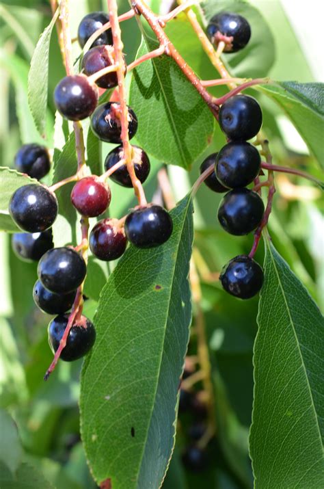 Дерево с черными ягодами (Много фото) - treepics.ru
