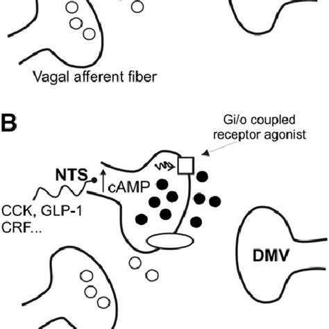 Schematic diagram illustrating vago-vagal reflex control of the stomach ...