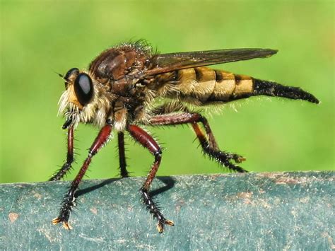 Blue Jay Barrens: Robber Flies