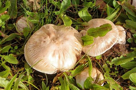 Grybai Pieva Ol Gamta Ruduo Nemokamos Nuotraukos Mediakatalogas Lt