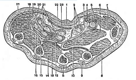 ОБЛАСТЬ КИСТИ | Quiz