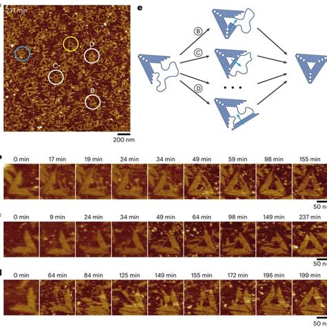 In Situ Visualization Of The Isothermal Folding Reveals The Multiple