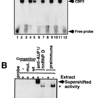 Affinity Of HnRNP Binding Sites For CBF2 Different HnRNP Binding