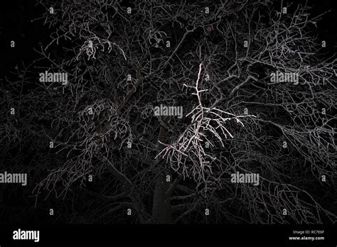 Tree Branches Covered By Snow At Night Stock Photo Alamy