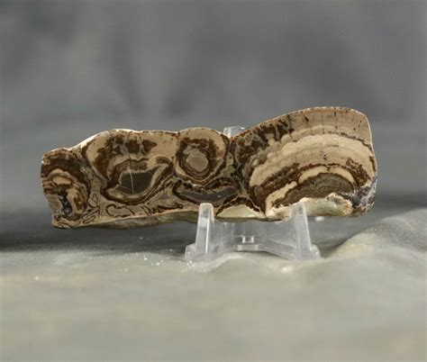 Finest fossilized stromatolite - Fossilised plant - 9.5 cm - 2.6 cm (No ...