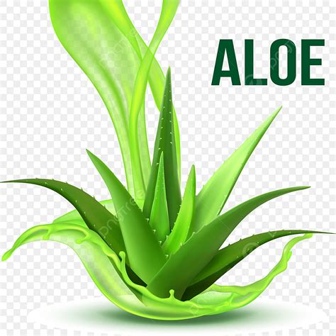 Aloe Plant Vector