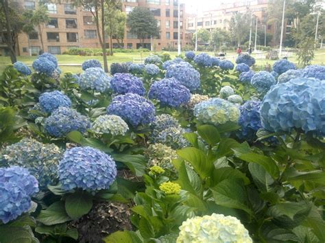 Hydrangeas Around The City Parks Plants Garden Hydrangea