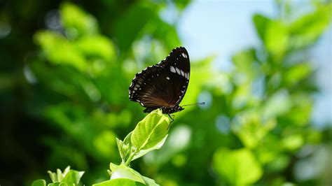 Mariposa Insecto Con Alas Foto Gratis En Pixabay Pixabay