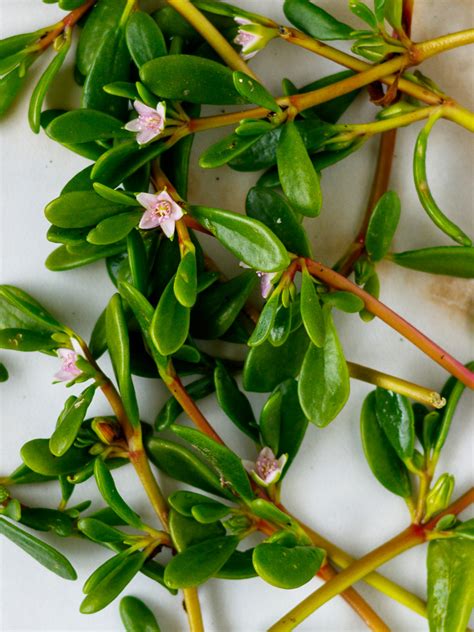 Sea Purslane - Sesuvium Portulacastrum - Poppys Wild Kitchen