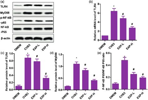 Effect Of Lupeol On The Expression Of Toll Like Receptor Tlr