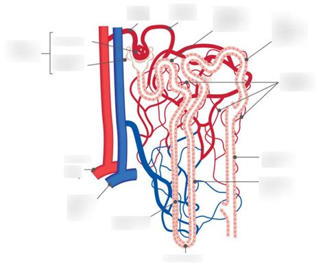 The Structure Of Nephrons Diagram Quizlet