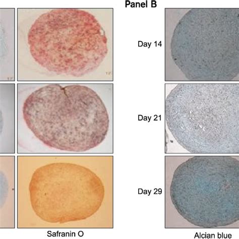 Histological Analysis Of Pellet Cultures Ucmsc Expanded In Fbs And Cbs