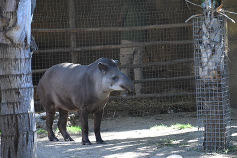Lowland Tapir - ZooChat