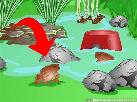 How to Create a Habitat for a Toad: 12 Steps (with Pictures)