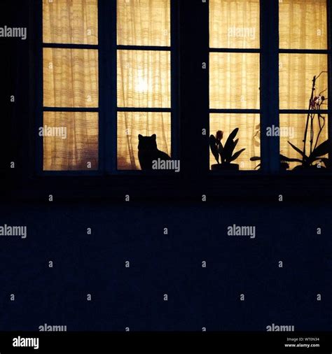 Cat window silhouette hi-res stock photography and images - Alamy