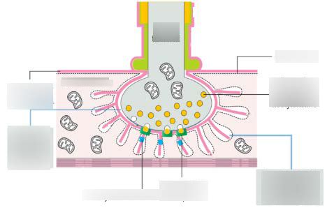 motor end plate Diagram | Quizlet