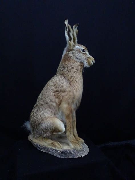 European Brown Hare Taxidermy Full Body Mount Lepus Europaeus 20 Cm