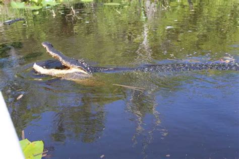 Everglades National Park: Airboat Tour and Wildlife Show | GetYourGuide