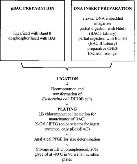 Bac Cloning Protocol Download Scientific Diagram