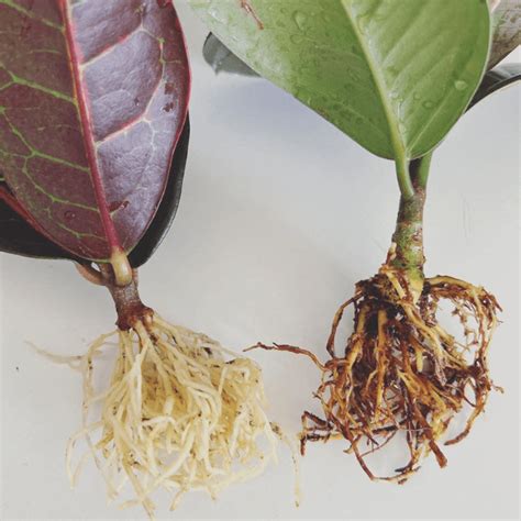 Learn How To Prevent And Treat Philodendron Root Rot Plantication