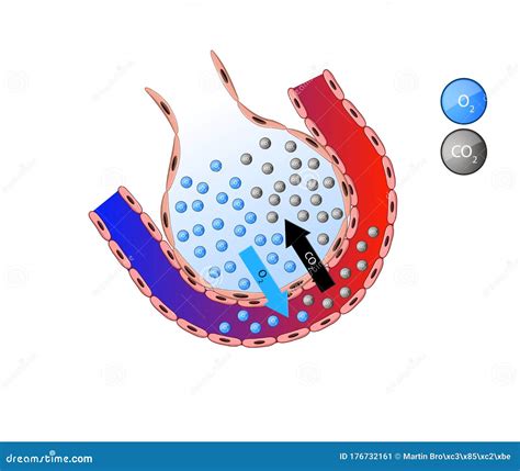 Alveolo En Pulm N Alveolo Pulmonar De Intercambio De Gas Alveolos Y