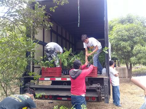 Inafor Entrega Plantas Para Iniciar Jornada De Reforestaci N En Indio