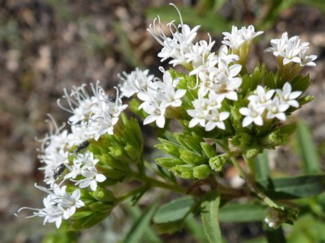 Small White Flowers Photos Of Stevia Lemmonii Asteraceae