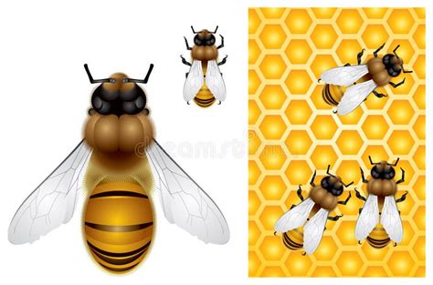 Fondo De La Abeja Y Del Panal De La Miel Ilustraci N Del Vector