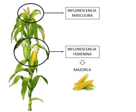 Cultivar Maíz En El Huerto Ecológico Siembra Cosecha Y Más