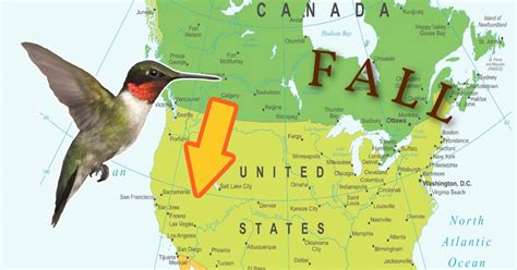 Hummingbird Migration Maps South America