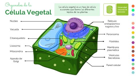 Estructura Celular Eucariota Vegetal 2020 idea e inspiración