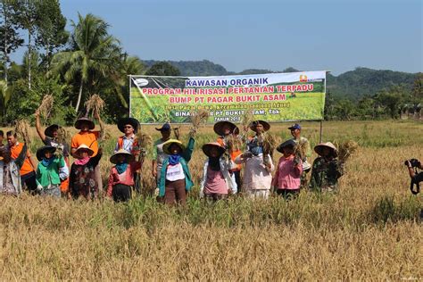 Panen Raya Beras Organik Beras Dewa Bukit Asam PT Bukit Asam Tbk