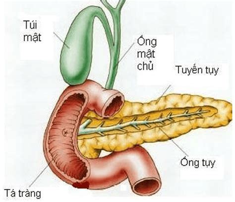 Bile Duct Worms And What You Need To Know Vinmec