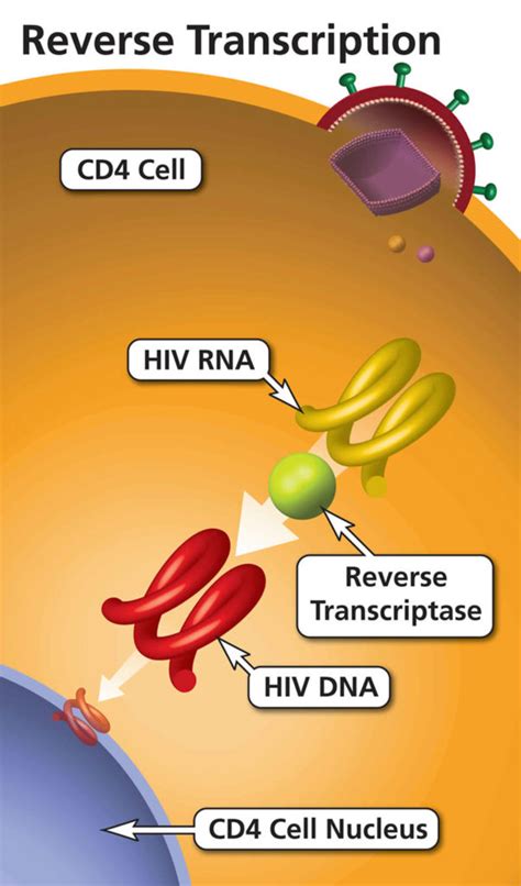 Reverse transcriptase, reverse transcriptase function & reverse ...