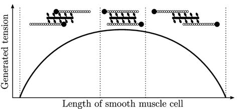 Schematic Length Tension Relationship Of Smooth Muscle Cells