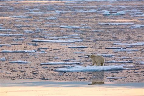 Powerful Photos Of Stranded Polar Bears Surrounded By A Melting Sea Of Ice