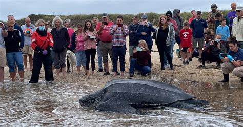 A Six Hundred Pound Leatherback Sea Turtle Stranded On Cape Cod Was