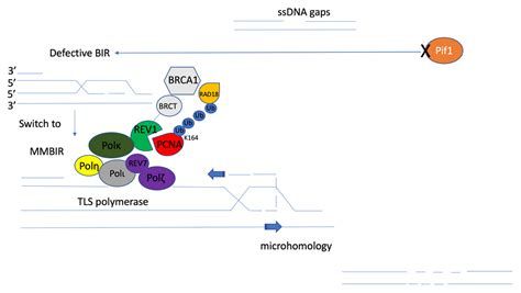 Ijms Free Full Text Contribution Of Microhomology To Genome