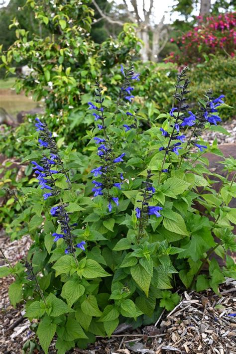 Plant Growers Australia Salvia Ocean Blue Fisher Ss